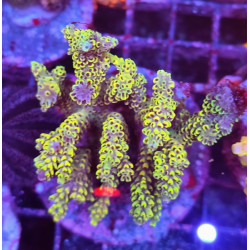 ACROPORA INDONESIA PIKACHU