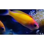 PSEUDOANTHIAS DISPAR