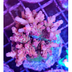 ACROPORA INDONESIA ROSARIA