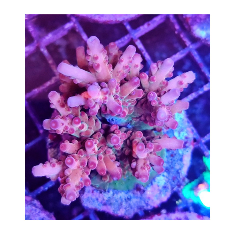 ACROPORA INDONESIA ROSARIA