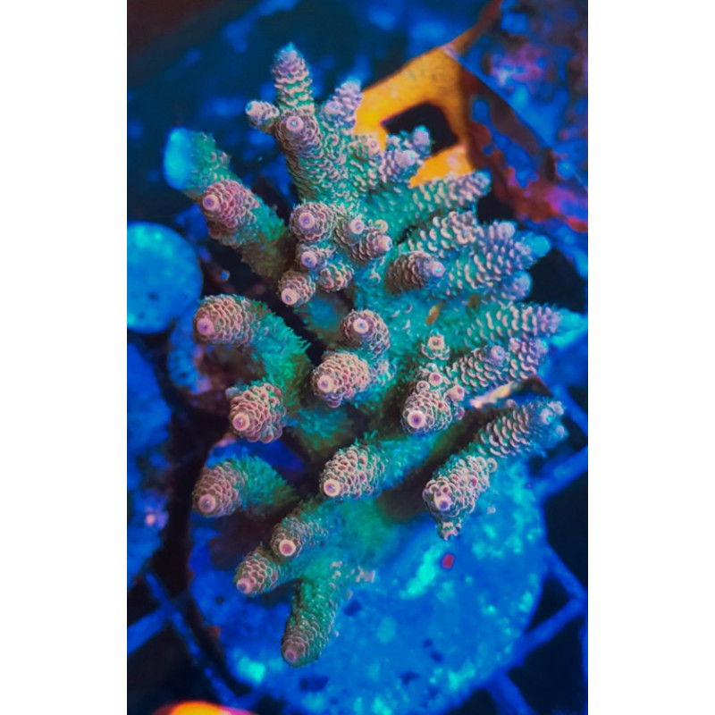ACROPORA INDONESIA MILLEPORA