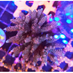ACROPORA INDONESIA MILLEPORA
