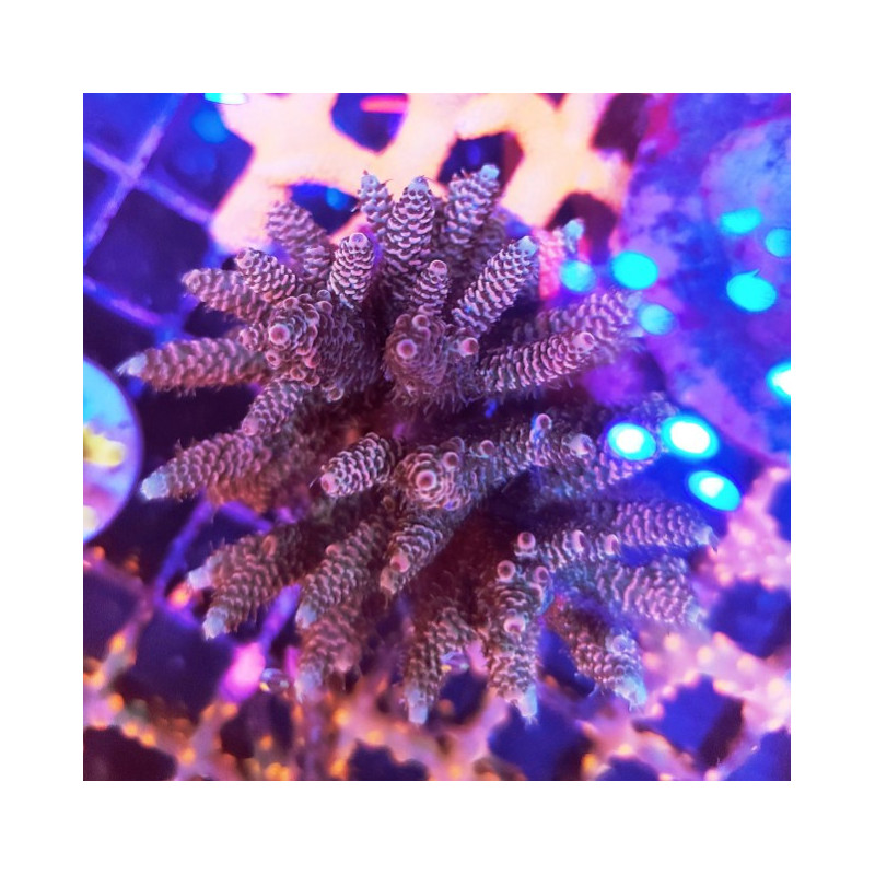 ACROPORA INDONESIA MILLEPORA