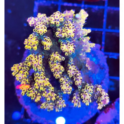ACROPORA INDONESIA PIKACHU