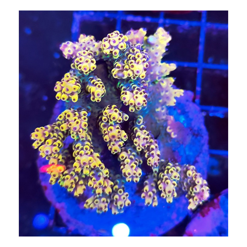 ACROPORA INDONESIA PIKACHU