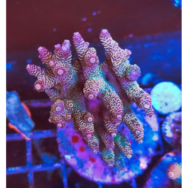 ACROPORA INDONESIA SPATHULATA
