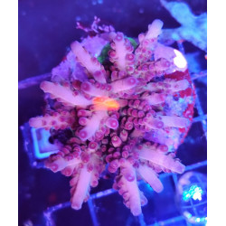 ACROPORA INDONESIA LORIPES