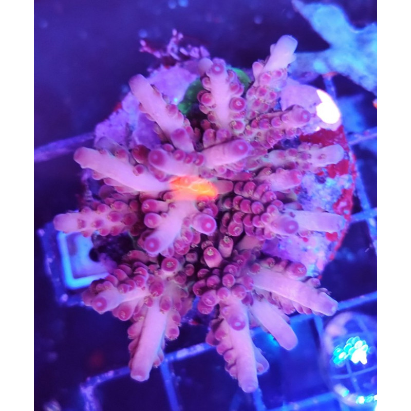 ACROPORA INDONESIA LORIPES