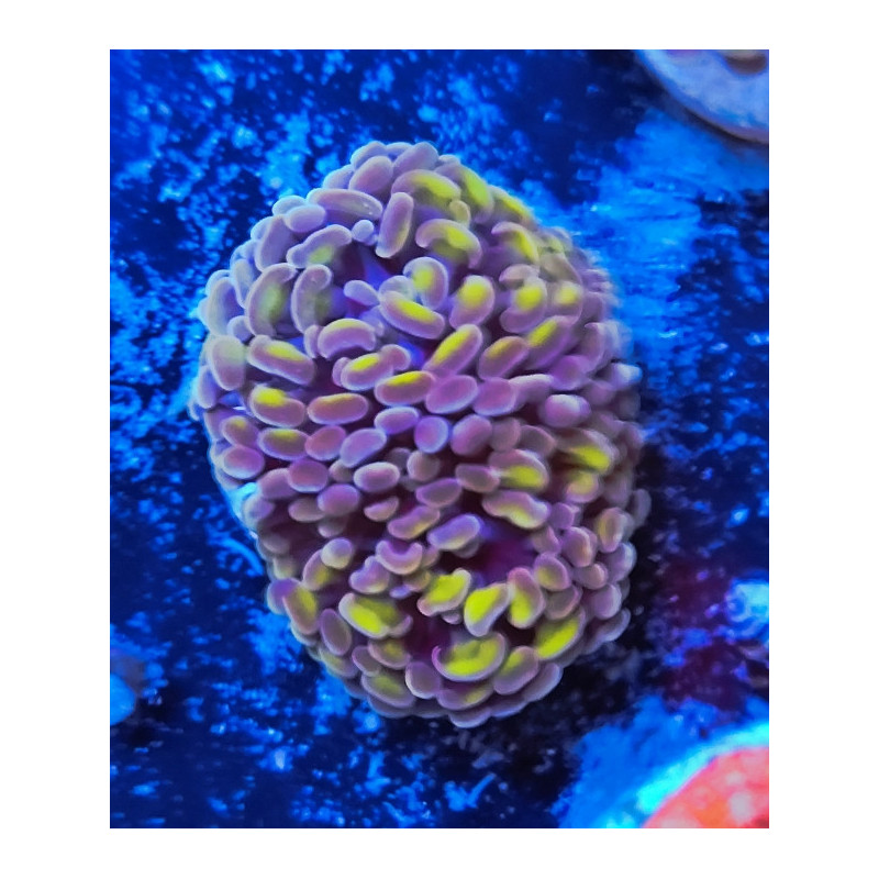 EUPHILIA PARANCORA COOPER-GOLD (CABEZA DOBLE)