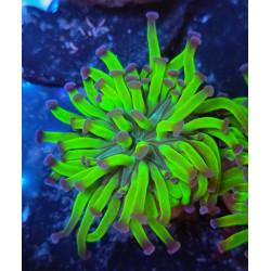 EUPHILIA PARANCORA REVERSE