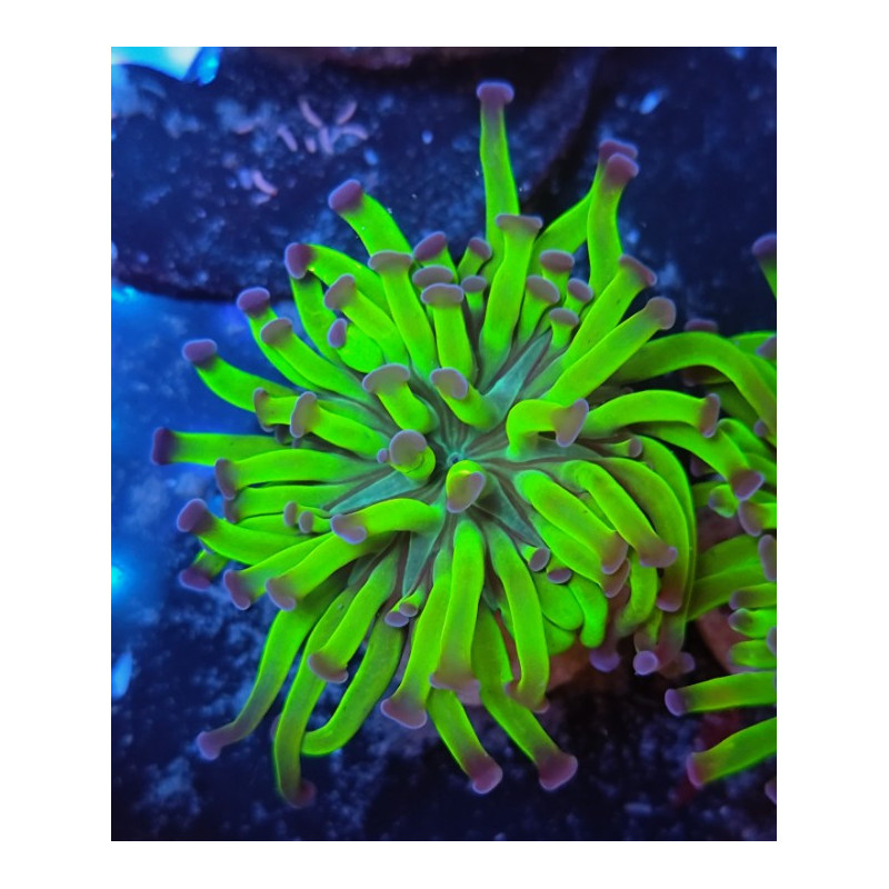 EUPHILIA PARANCORA REVERSE