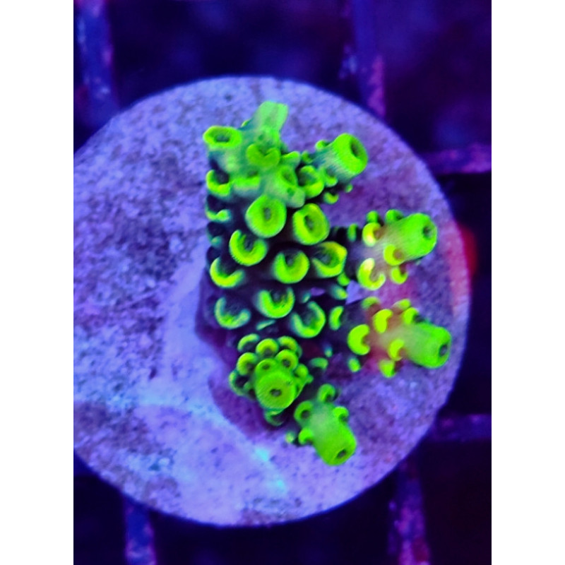FRAG ACROPORA INDONESIA