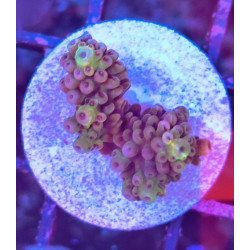 FRAG ACROPORA INDONESIA