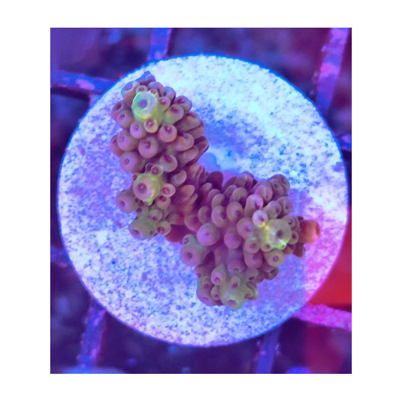FRAG ACROPORA INDONESIA