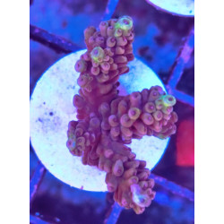 FRAG ACROPORA INDONESIA