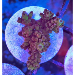 FRAG ACROPORA INDONESIA