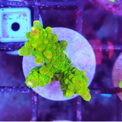 FRAG ACROPORA INDONESIA (PINK PALETA)