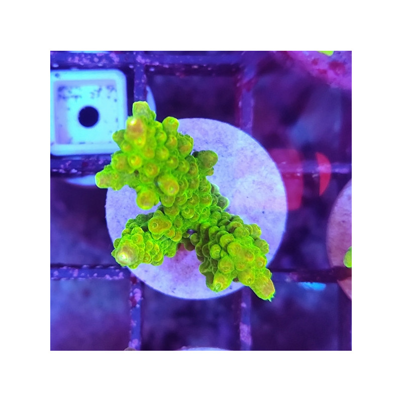 FRAG ACROPORA INDONESIA (PINK PALETA)