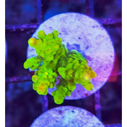 FRAG ACROPORA INDONESIA (PINK PALETA)