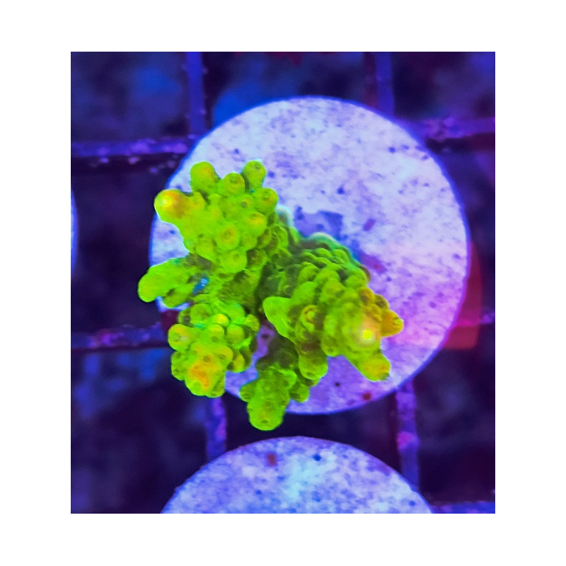 FRAG ACROPORA INDONESIA (PINK PALETA)