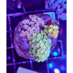 COMBO ALVEOPORAS PREMIUM