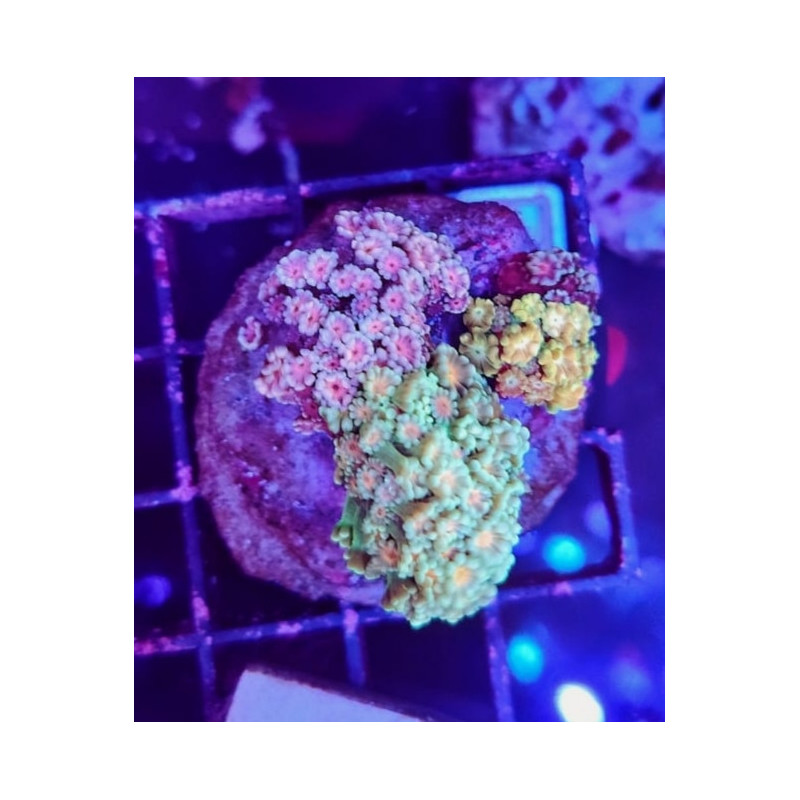 COMBO ALVEOPORAS PREMIUM