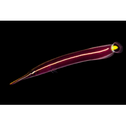 Diademichthys Lineatus