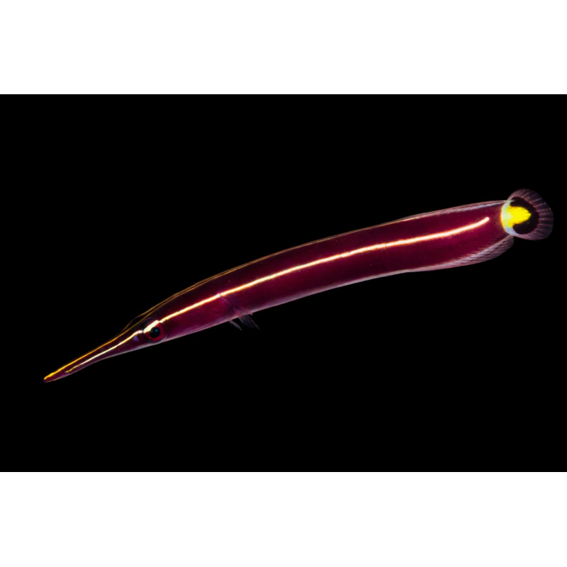 Diademichthys Lineatus