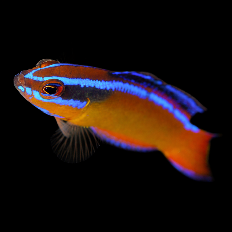 Pseudochromis Aldabraensis