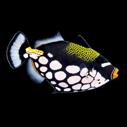 Ballistoides Xonspicillum tamaño SM