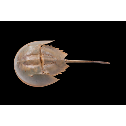 LIMULUS POLYPHEMUS