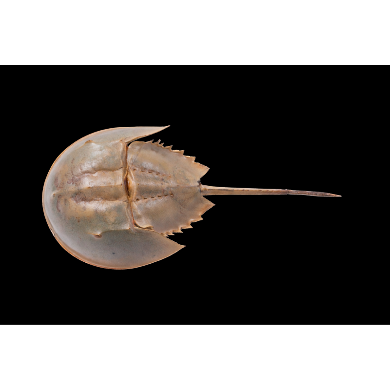 LIMULUS POLYPHEMUS
