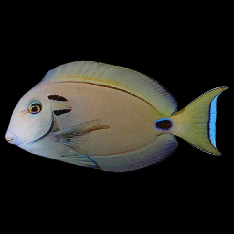 ACANTHURUS TENNETI  SM