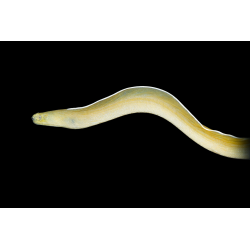 PSEUDOECHIDNA BRUMMERI