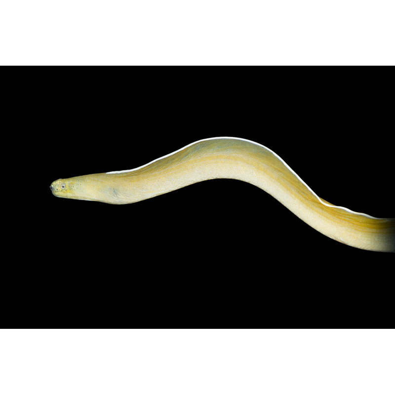 PSEUDOECHIDNA BRUMMERI