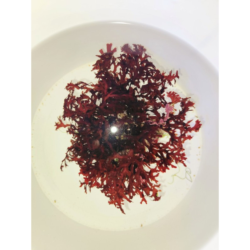 HALYMENIA RED ALGAE