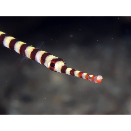 DUNCKEROCAMPUS DACTYLIOPHORUS