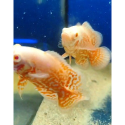 Pareja Óscar Nemo. + Envío a La Gomera