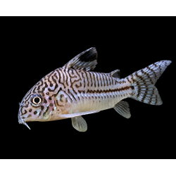 CORYDORA JULI talla M