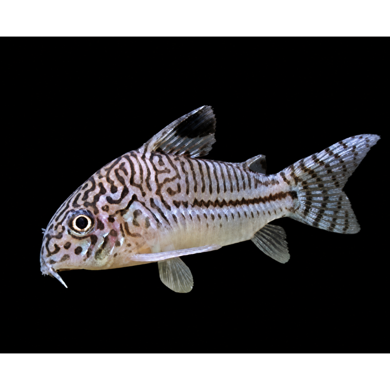 CORYDORAS JULI