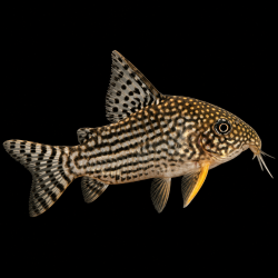 CORYDORA STERBAI 3 CM