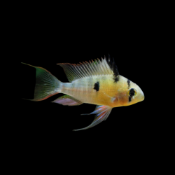 RAMIREZI BOLIVIANO (Talla M)