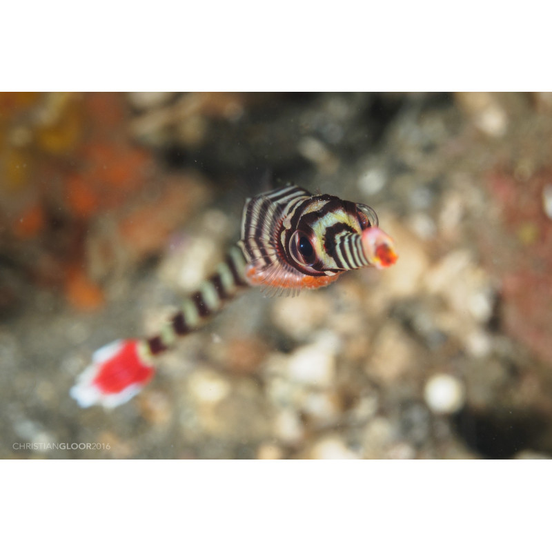 DUNCKEROCAMPUS DACTYLIOPHORUS