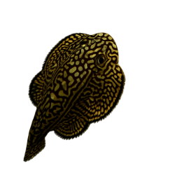 VENTOSA DE BORNEO 3 CM