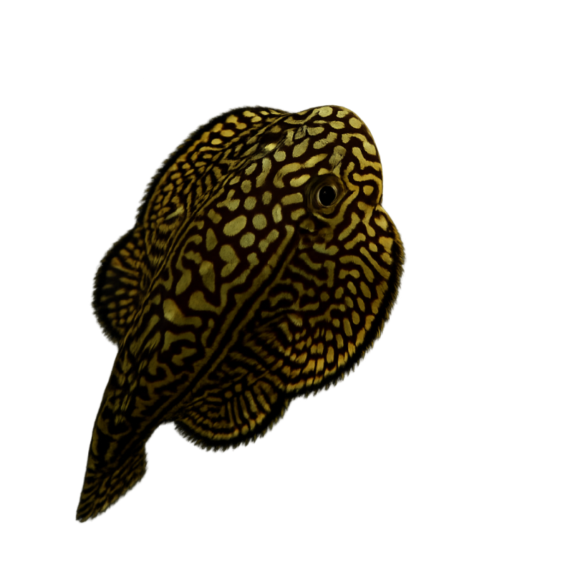 VENTOSA DE BORNEO 3 CM