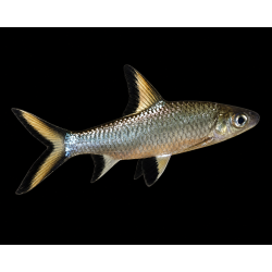 Balantiocheilos melanopterus (TIBURON BALA) 5-6 CM