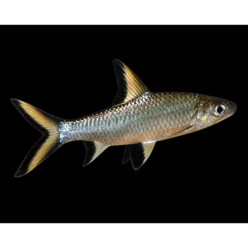 Balantiocheilos melanopterus (TIBURON BALA) 5-6 CM