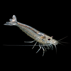 CARIDINA JAPONICA (GAMBA COMEALGAS)
