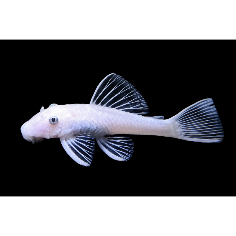 ANCISTRUS SNOW WHITE OJO NEGRO 5 CM