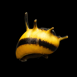 CARACOL ABEJA (clithon corona)